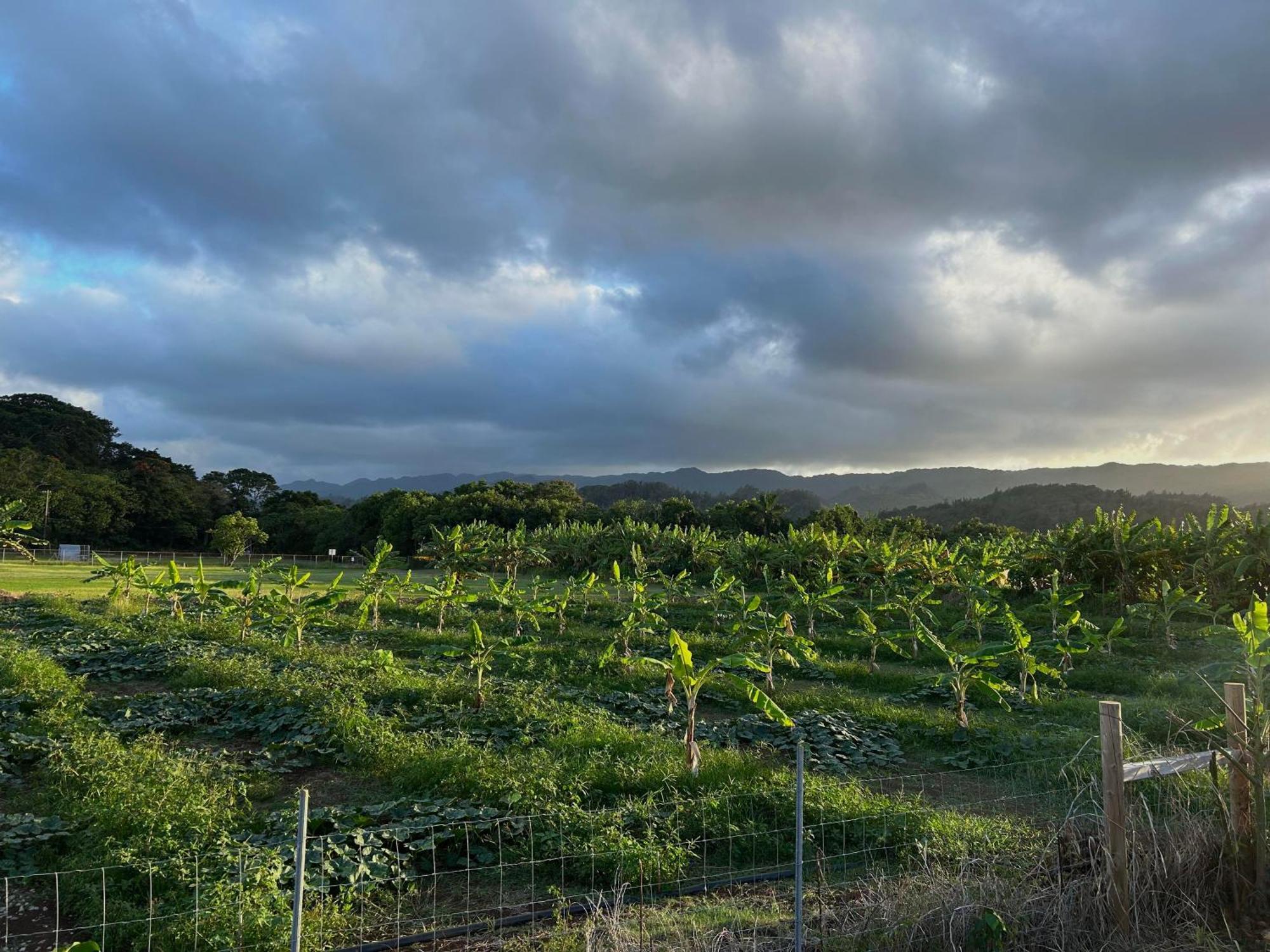 Maleka Farm: Tent Glamping North Shore Oahu Laie Exteriör bild